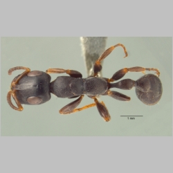 Tetraponera pilosa Smith, 1858 dorsal