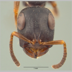 Tetraponera pilosa Smith, 1858 frontal