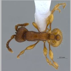 Aenictus jarujini Jaitrong & Yamane, 2010 dorsal