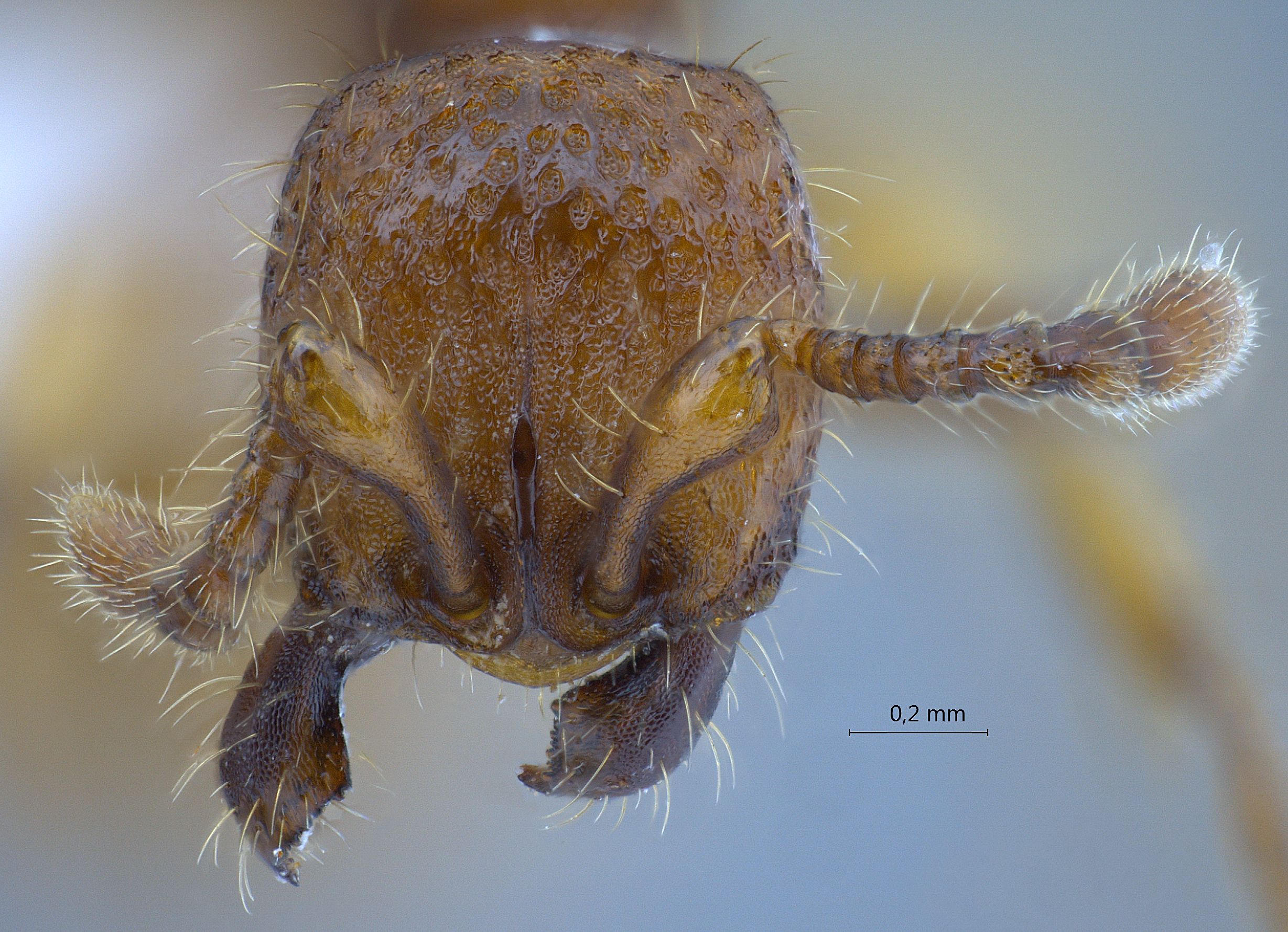 Aenictus jarujini frontal