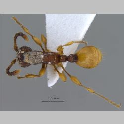 Aenictus latifemoratus Terayama & Yamane, 1989 dorsal