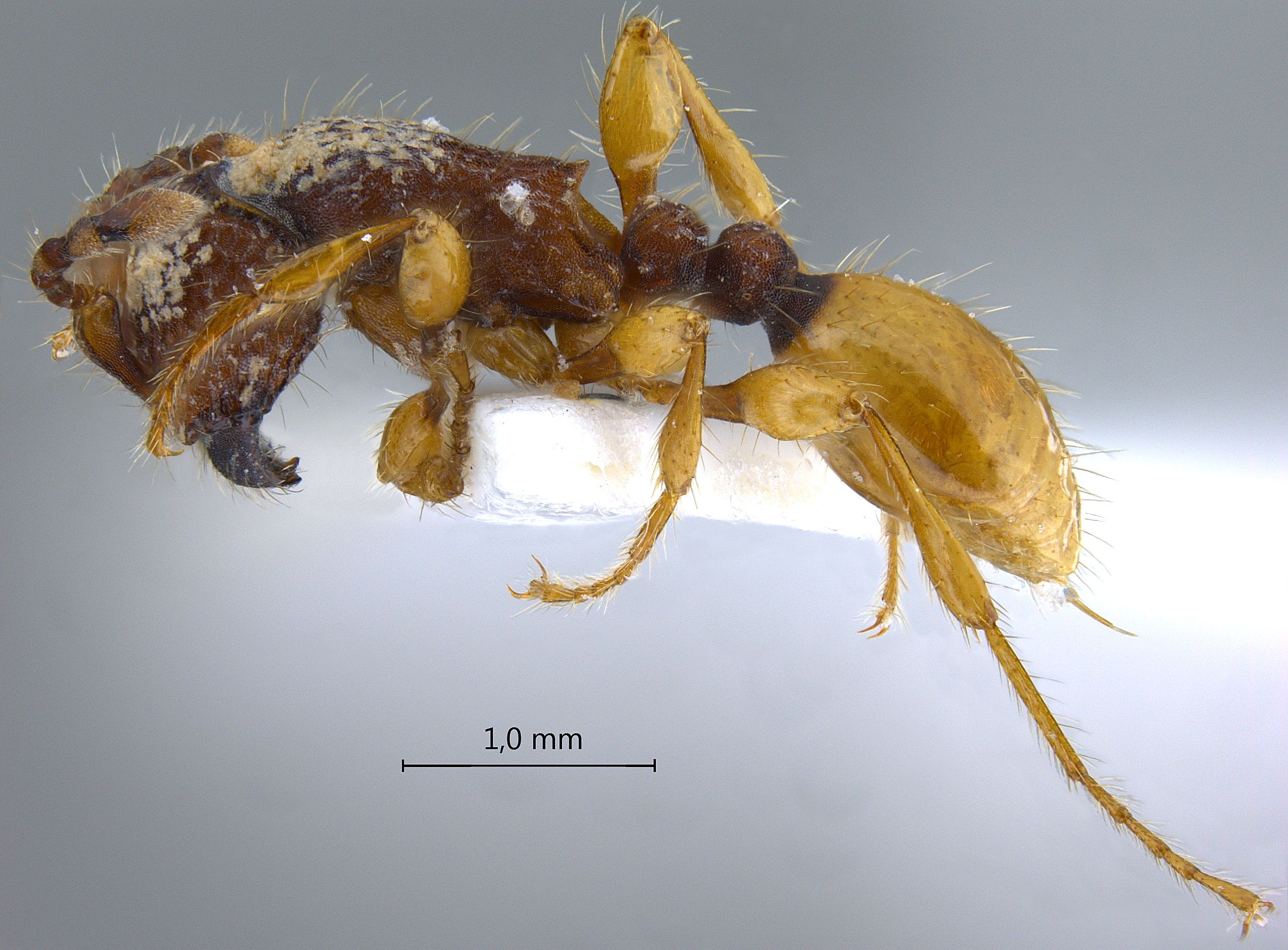 Aenictus latifemoratus lateral