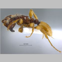 Aenictus latifemoratus Terayama & Yamane, 1989 lateral