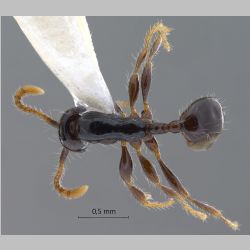 Aenictus leptotyphlatta Jaitrong & Eguchi dorsal