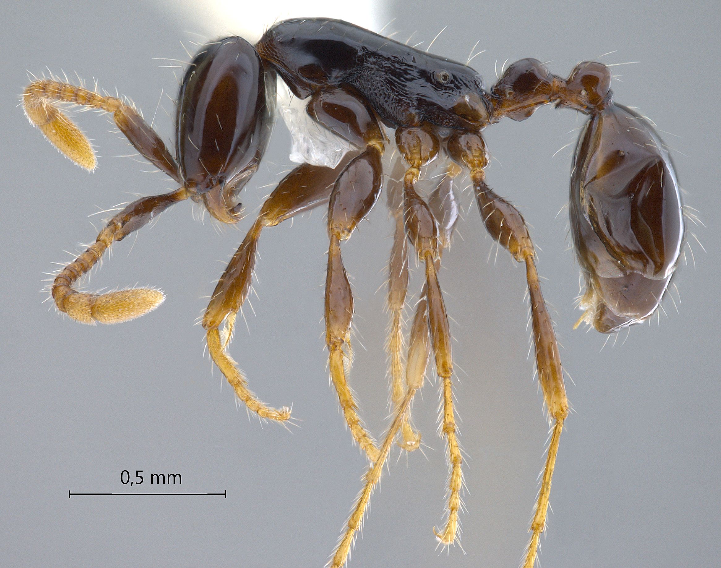 Aenictus leptotyphlatta lateral