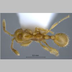 Aenictus minutulus Terayama & Yamane, 1989 dorsal