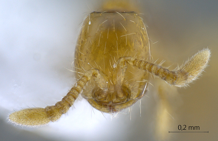 Aenictus minutulus frontal