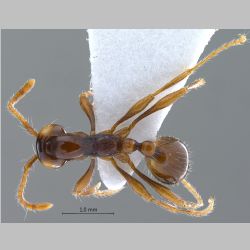 Aenictus pfeifferi Zettel & Sorger, 2010 dorsal