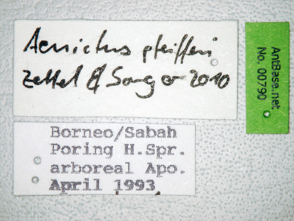 Aenictus pfeifferi label