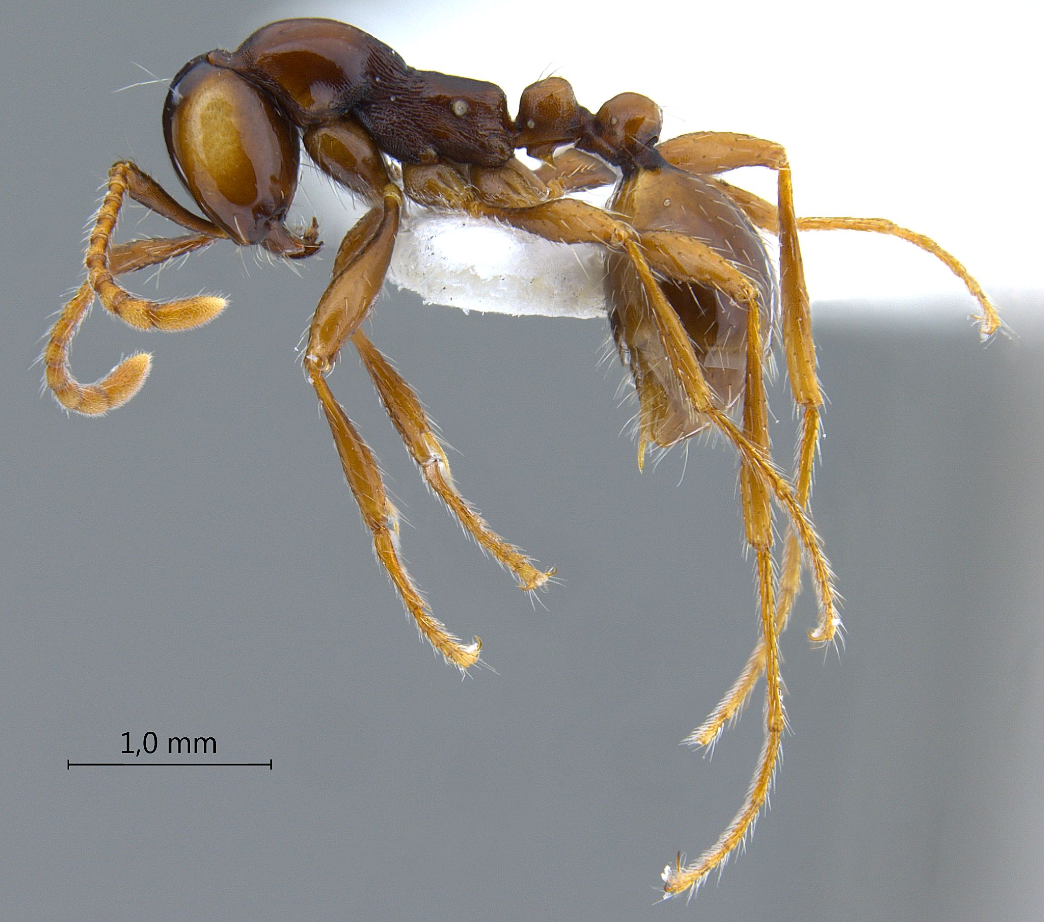 Aenictus pfeifferi lateral