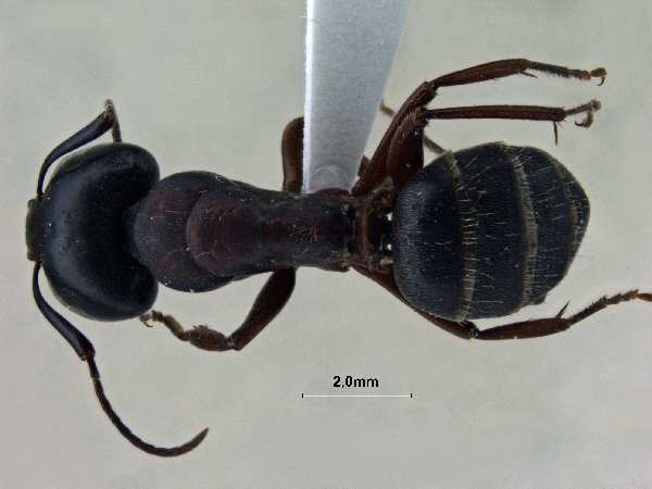 Camponotus sachalinensis dorsal