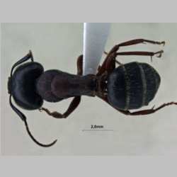 Camponotus sachalinensis Forel, 1904 dorsal