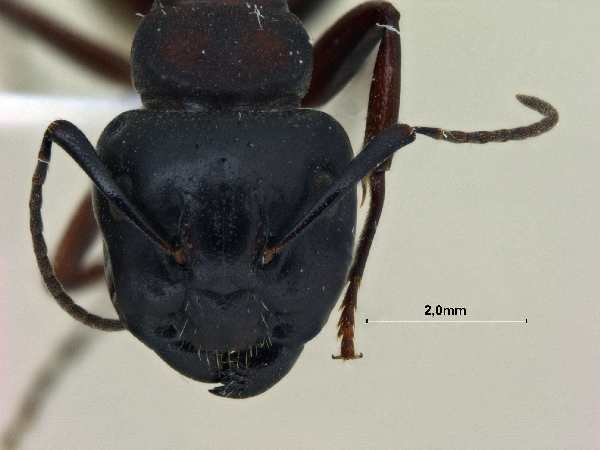 Camponotus sachalinensis frontal