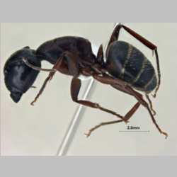 Camponotus sachalinensis Forel, 1904 lateral