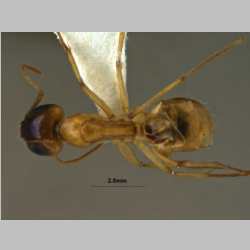 Camponotus turkestanus Andr�, 1882 dorsal
