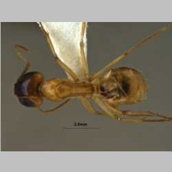 Camponotus turkestanus Andr, 1882 dorsal