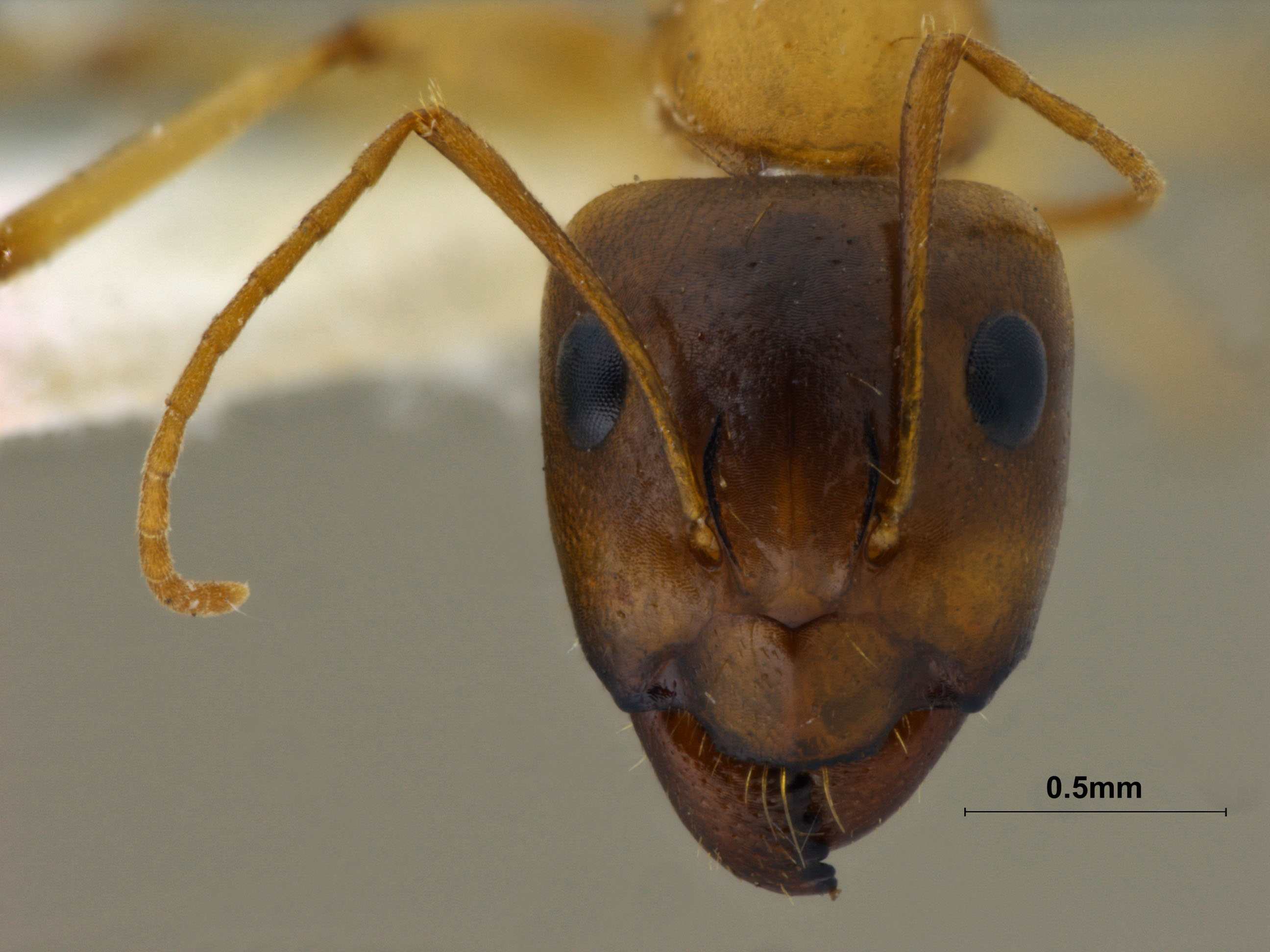 Camponotus turkestanus frontal