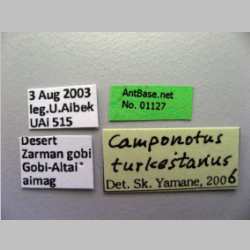 Camponotus turkestanus Andr, 1882 label