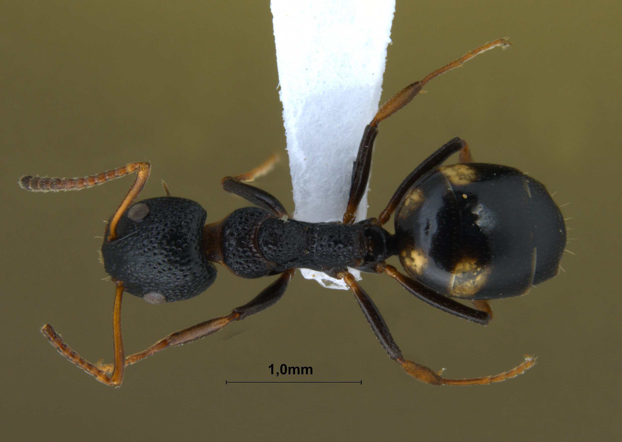 Dolichoderus sibiricus dorsal