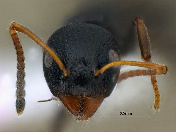 Dolichoderus sibiricus frontal