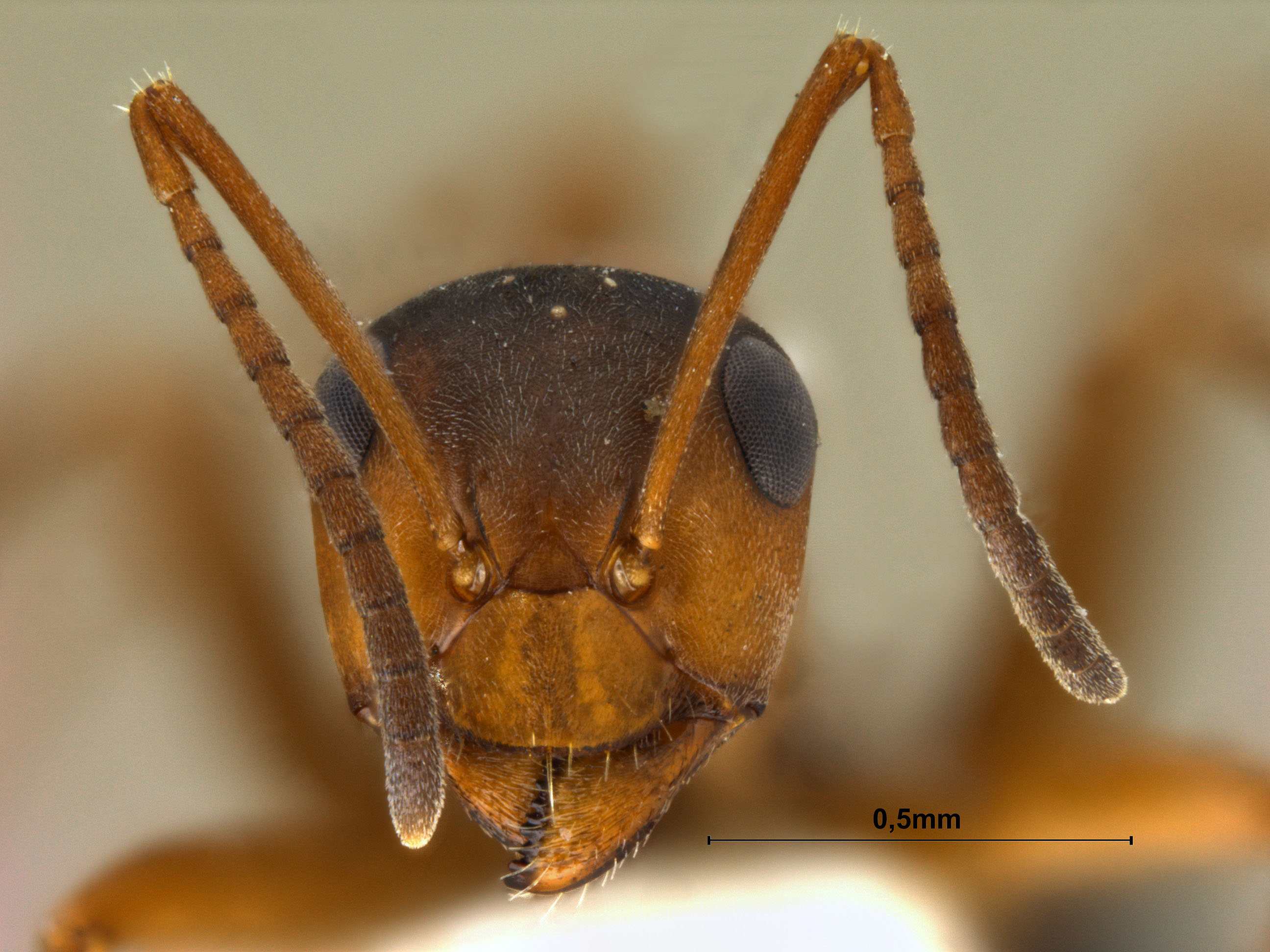 Formica clara frontal