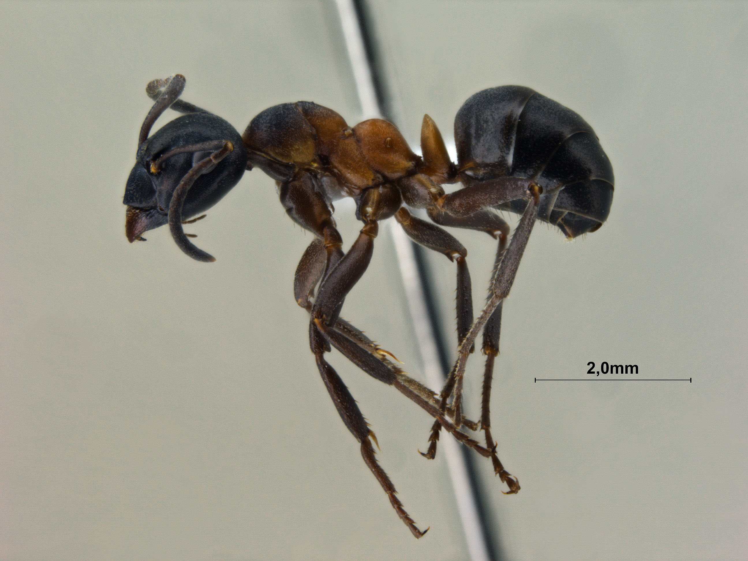 Formica uralensis lateral