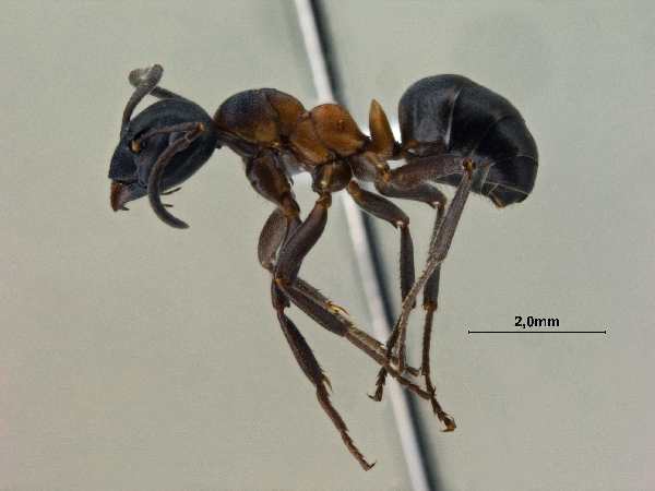 Formica uralensis lateral