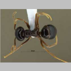 Lasius fuji Radchenko, 2005 dorsal