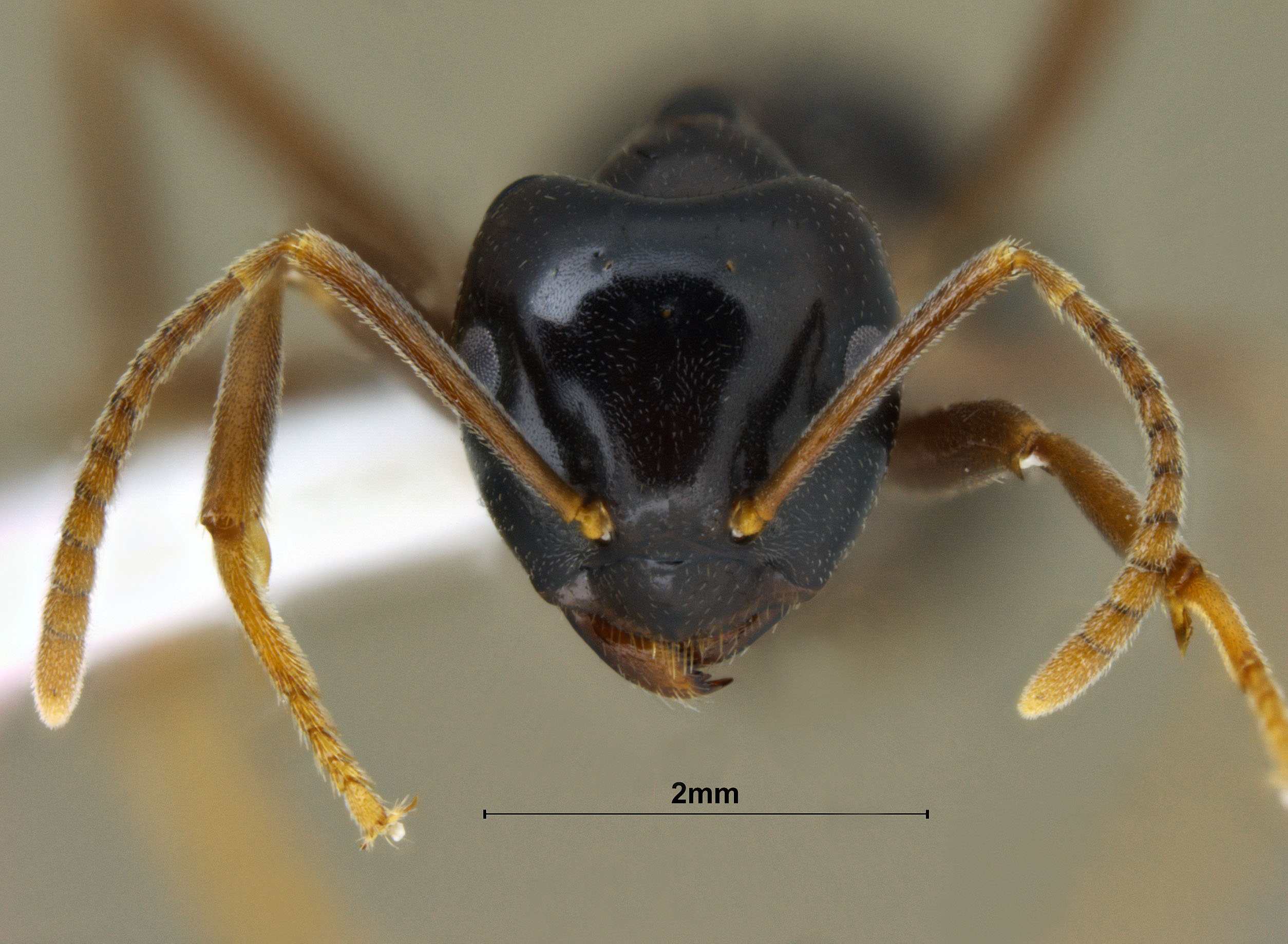 Lasius fuji frontal