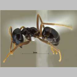 Lasius fuji Radchenko, 2005 lateral