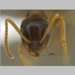 Lasius gebaueri Seifert, 1992 frontal