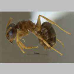 Lasius gebaueri Seifert, 1992 lateral