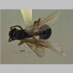 Myrmica eidmanni queen Menozzi, 1930 dorsal