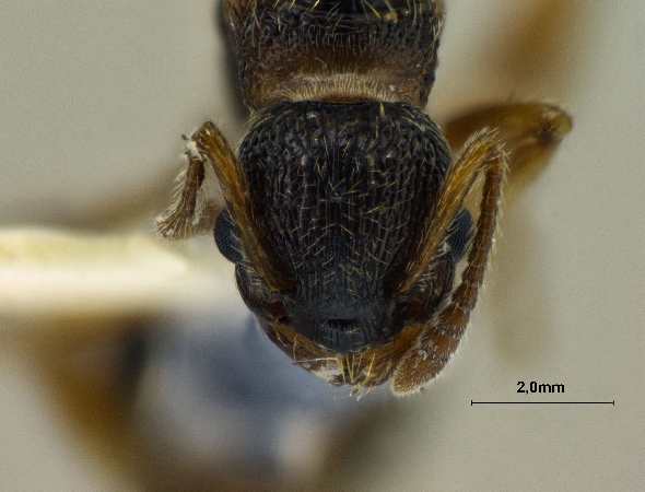 Myrmica eidmanni queen frontal