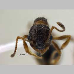 Myrmica pisarskii Radchenko, 1994 frontal