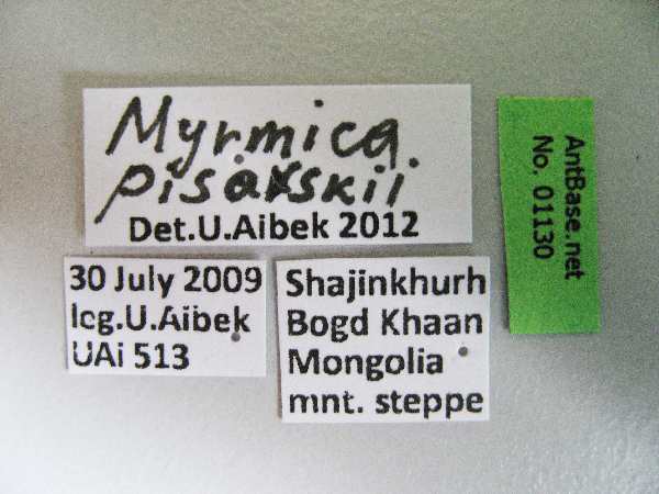 Myrmica pisarskii label