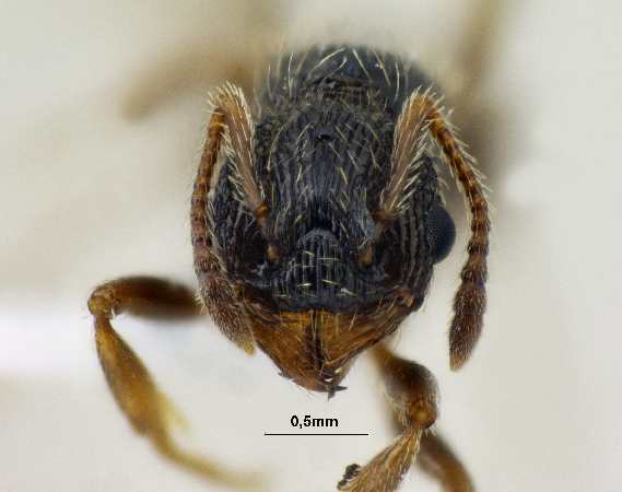 Myrmica pisarskii queen frontal