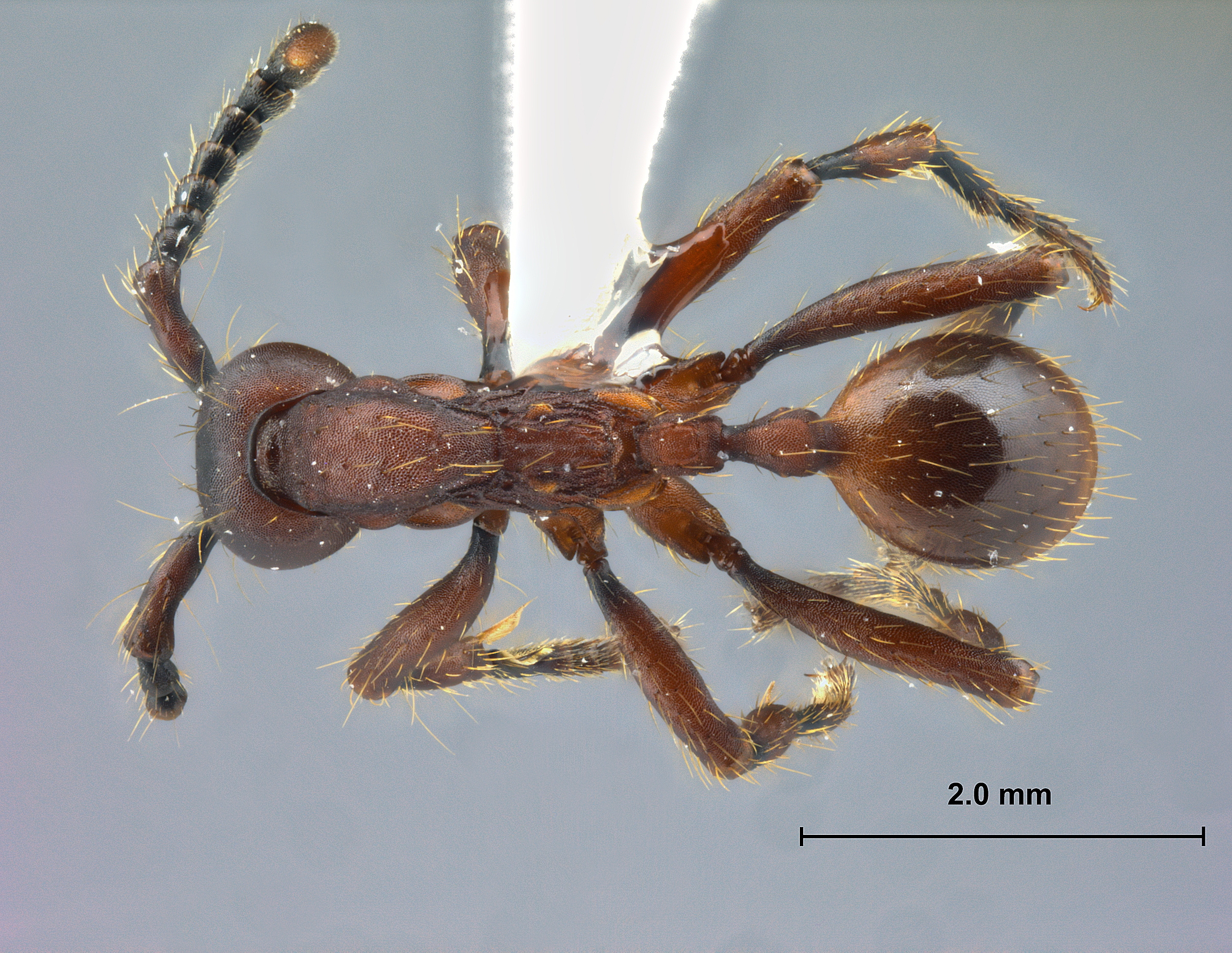 Aenictus hottai dorsal