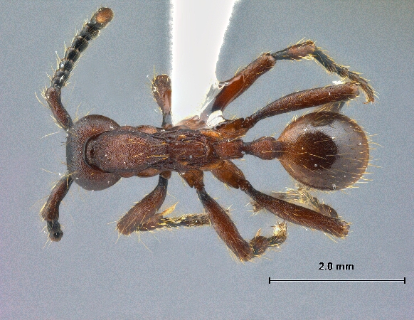 Aenictus hottai dorsal