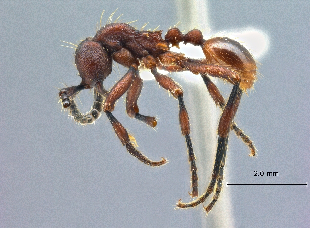 Aenictus hottai lateral