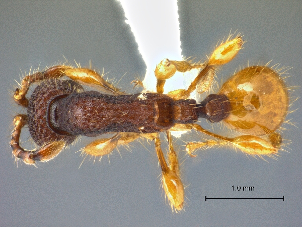 Aenictus latifemoratus dorsal