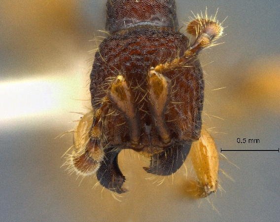 Aenictus latifemoratus frontal