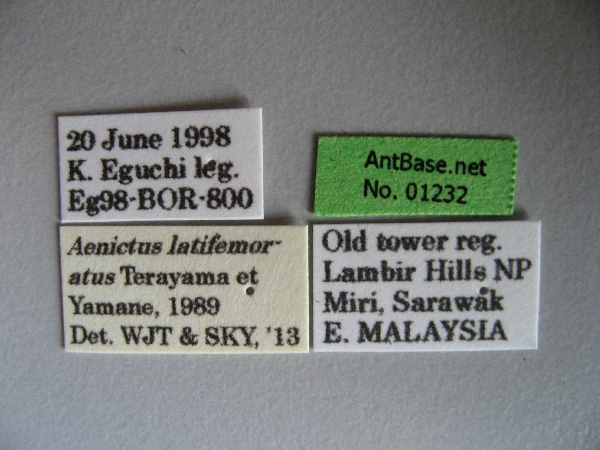 Aenictus latifemoratus label