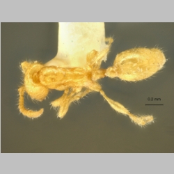 Aenictus minimus Jaitrong et Hashimoto, 2013 dorsal