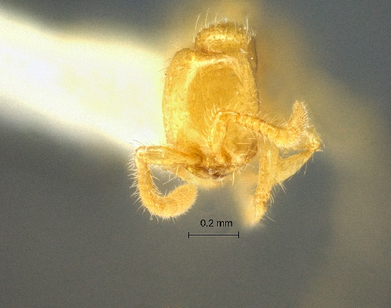 Aenictus minimus frontal