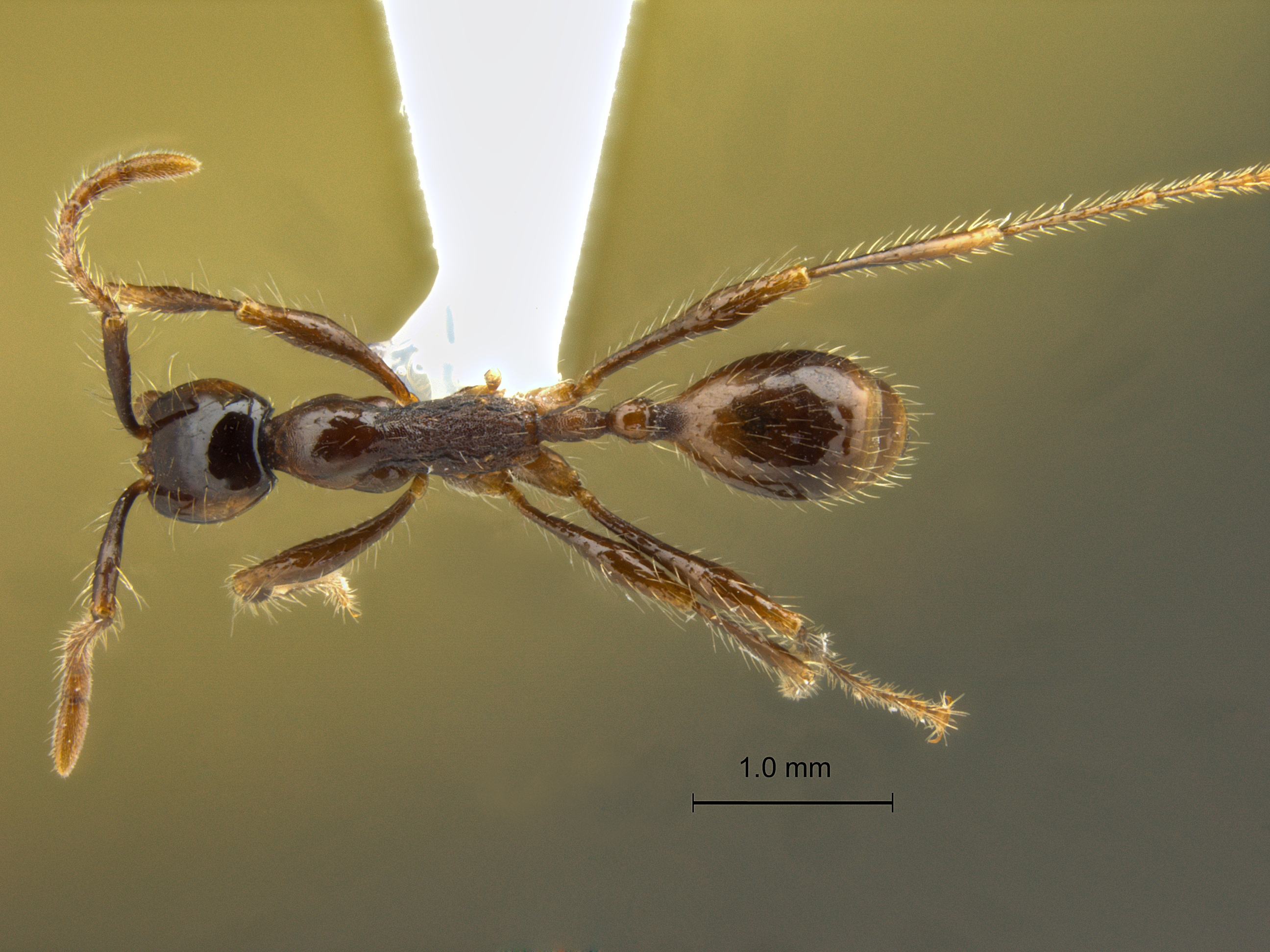 Aenictus siamensis dorsal