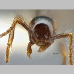 Aenictus siamensis Jaitrong et Yamane, 2013 frontal