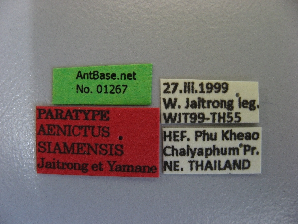 Aenictus siamensis label