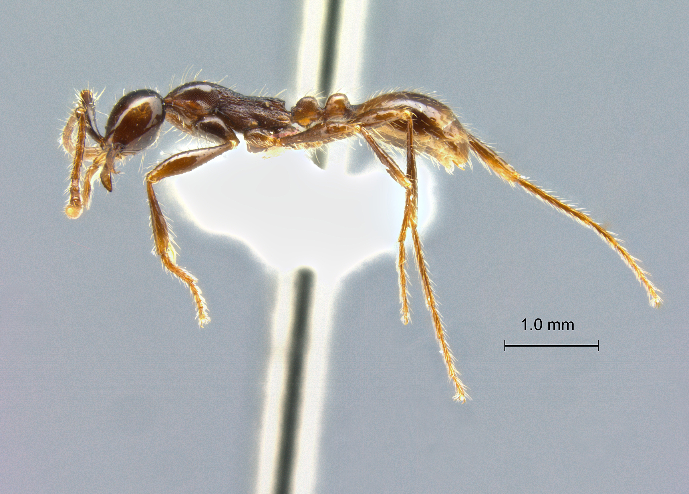 Aenictus siamensis lateral