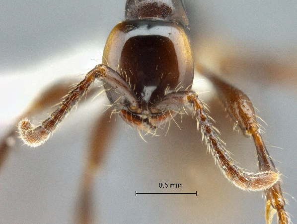 Aenictus sonchaengi frontal